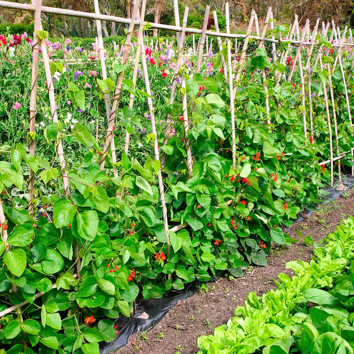 Association de plantes