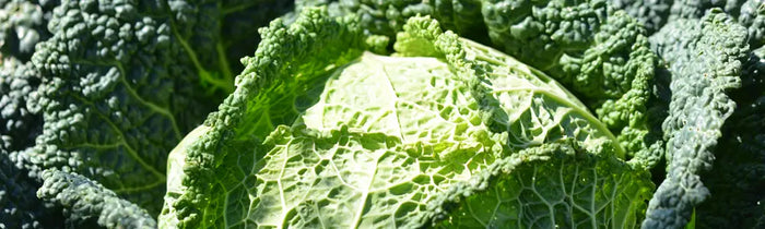 Chou chinois pak choï tatsoï