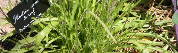 Plantain corne de cerf