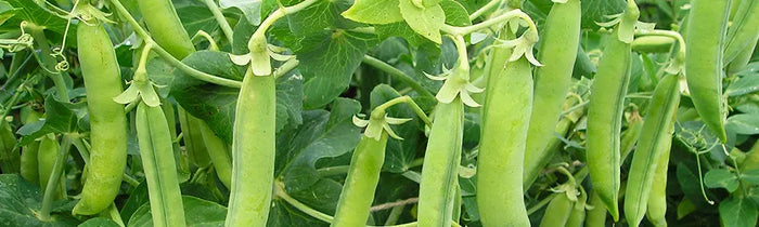 Cosses de petits pois