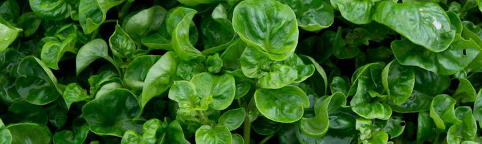 feuilles de cresson de fontaine