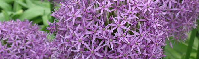 Allium