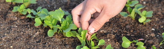 Semis en pleine terre