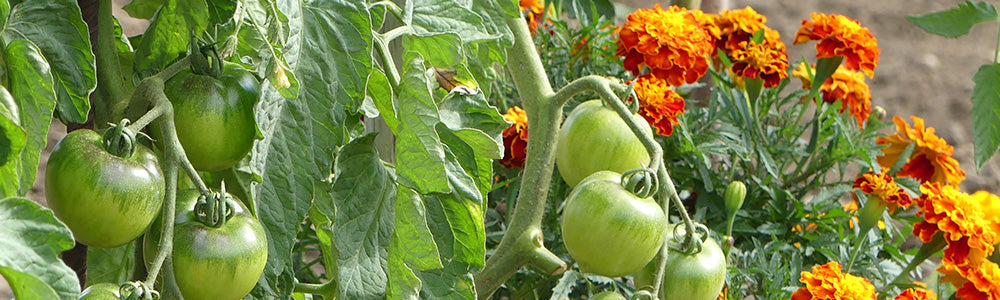 Association de plantes