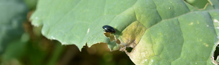Attaque d'altise sur une feuille