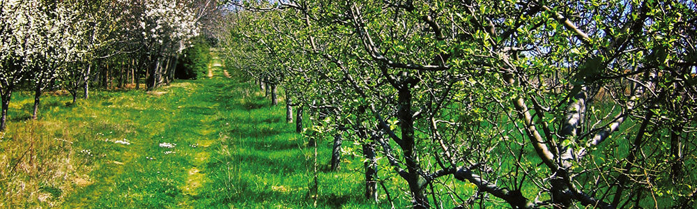 arbres fruitiers