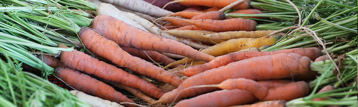 Carotte