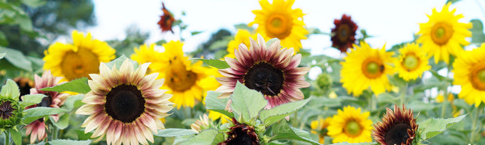 Champ de tournesol rouge et jaune en fleur