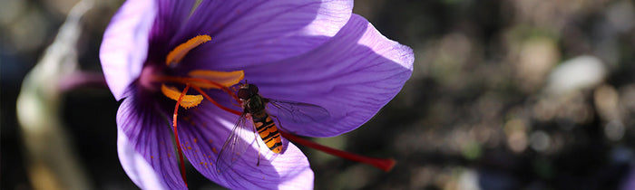 Crocus sativus