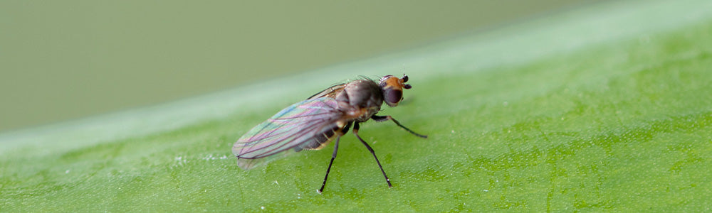 Mouche mineuse