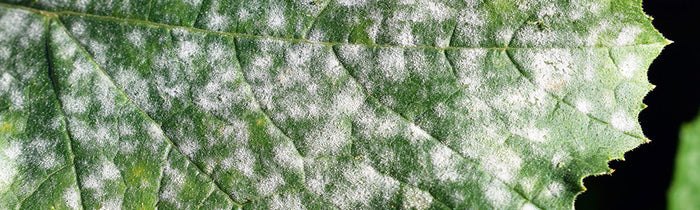 Tâches d'oïdium sur une feuille