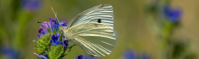 Papillon de la piéride du chou