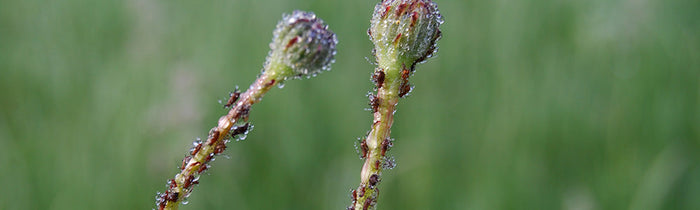 Pucerons sur des boutons floraux