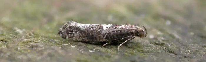 Papillon de la teigne du poireau