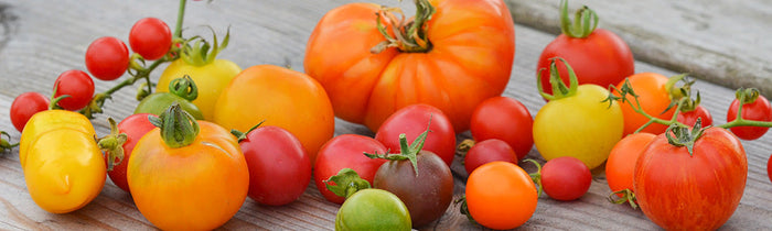 Pus de 140 variétés de tomates à la Ferme de Sainte Marthe