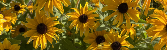 Fleurs de  Rudbeckia Marmelade 