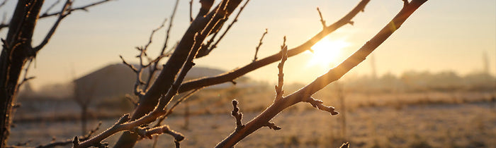 Verger en hiver avec levé du soleil