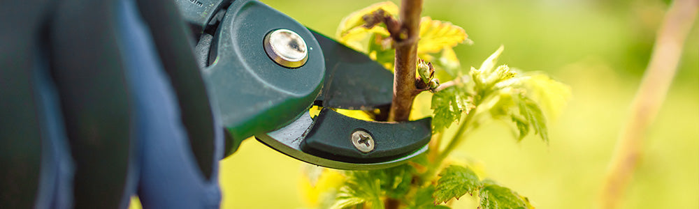 Végétation avec fine couche de gel