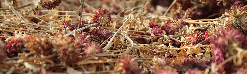 Extraction graines de courge