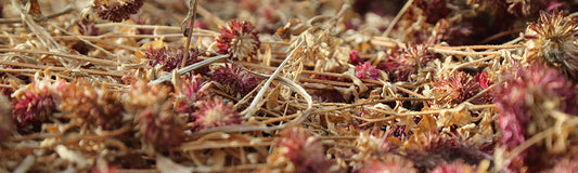 Extraction graines de courge