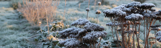 Végétation avec fine couche de gel