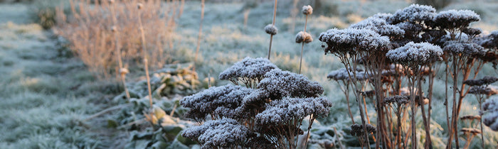 Végétation avec fine couche de gel