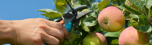 Zoom sur une main taillant une branche de pommier