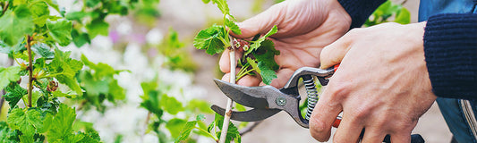 Zoom sur un sécateur taillant un groseillier