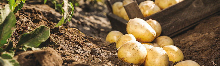 Pomme de terre dans un rang de culture