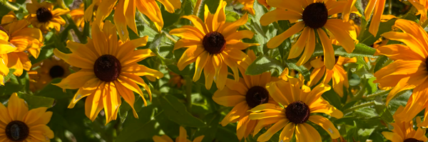 Fleurs de  Rudbeckia Marmelade 