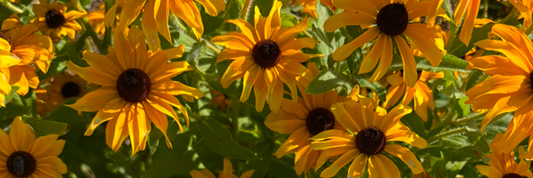 Fleurs de  Rudbeckia Marmelade 