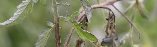 Mildiou sur un plant de tomate
