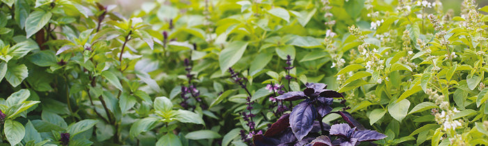 La diversité des basilics à la Ferme de Sainte Marthe 