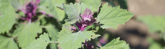 feuilles de chénopode géant