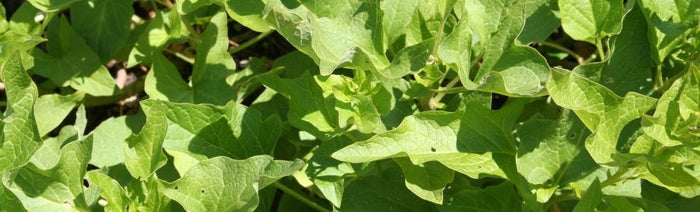 feuilles de chénopode bon Henri