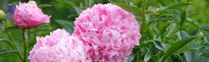 Pivoine