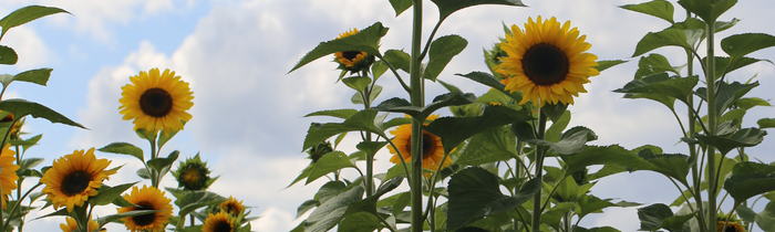 Tournesol