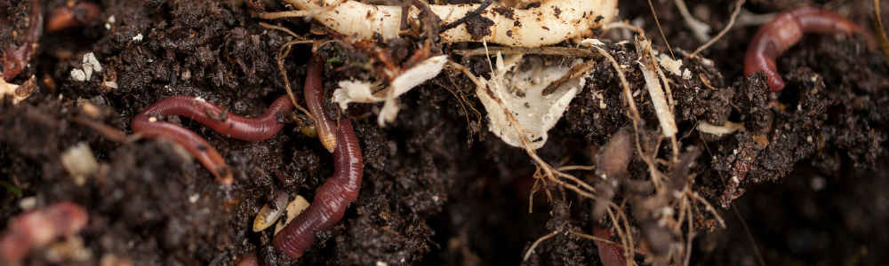 Ver de terre dans un compost