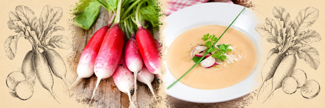 Radis roses en botte, puis crème froide de radis garnie de rondelles de radis et de cerfeuil