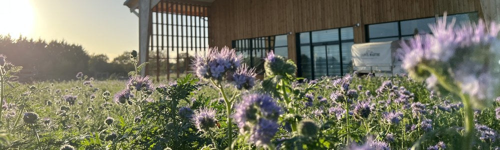 Phacélie en fleur devant le bâtiment de la Ferme de Sainte Marthe au coucher du soleil
