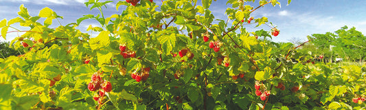 framboises