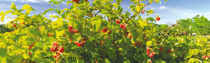 framboises