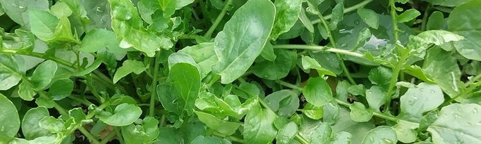 feuilles de cresson de jardin