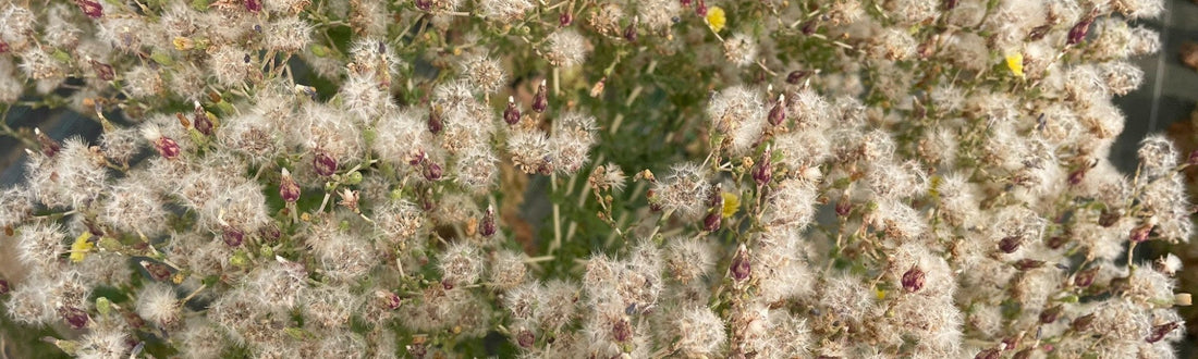 Hampes florales de laitue montées à graines à la Ferme de Sainte Marthe