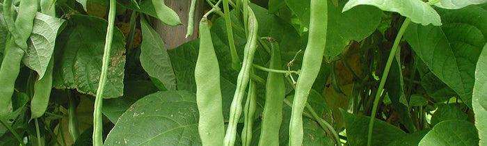 La diversité des haricots à la Ferme de Sainte MArthe 