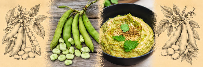 Cosses et fèves fraîches, puis houmous de fèves dans un bol noir, garni de coriandre