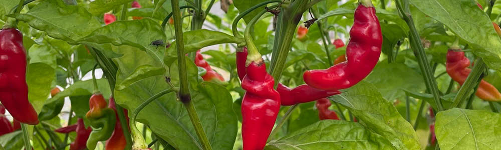 Culture de piment végétarien