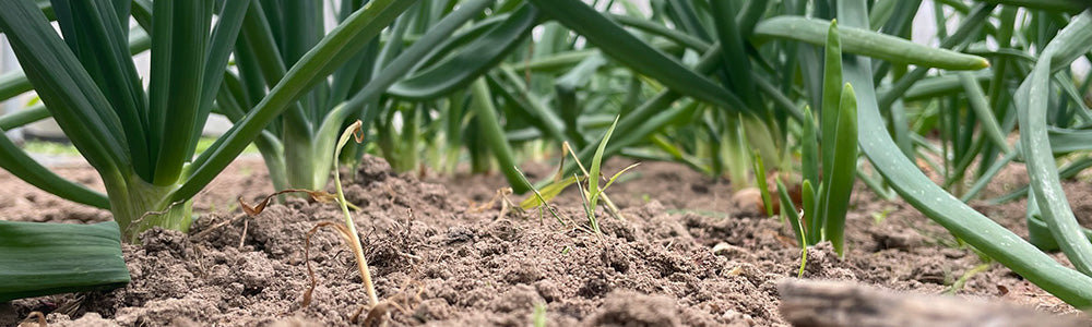 Culture de poireaux sous tunnel