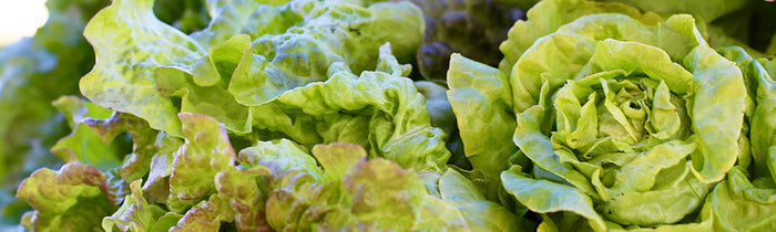 Différentes variétés de laitues