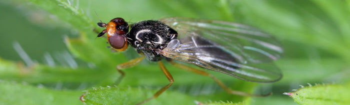 Mouche de la carotte